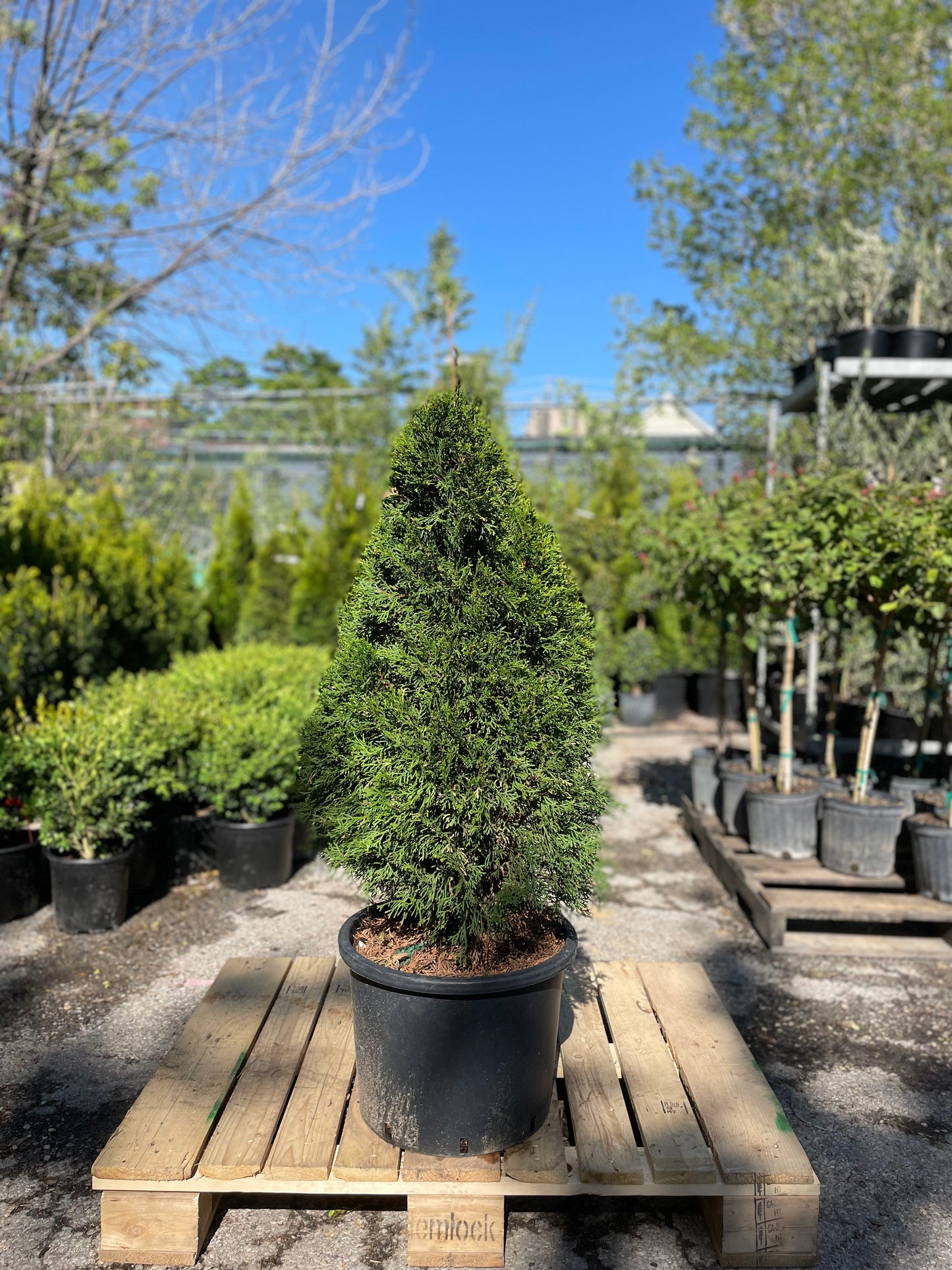 Emerald Cedar: Thuja occidentalis - 16 Inch Pot - 4 Foot Tall
