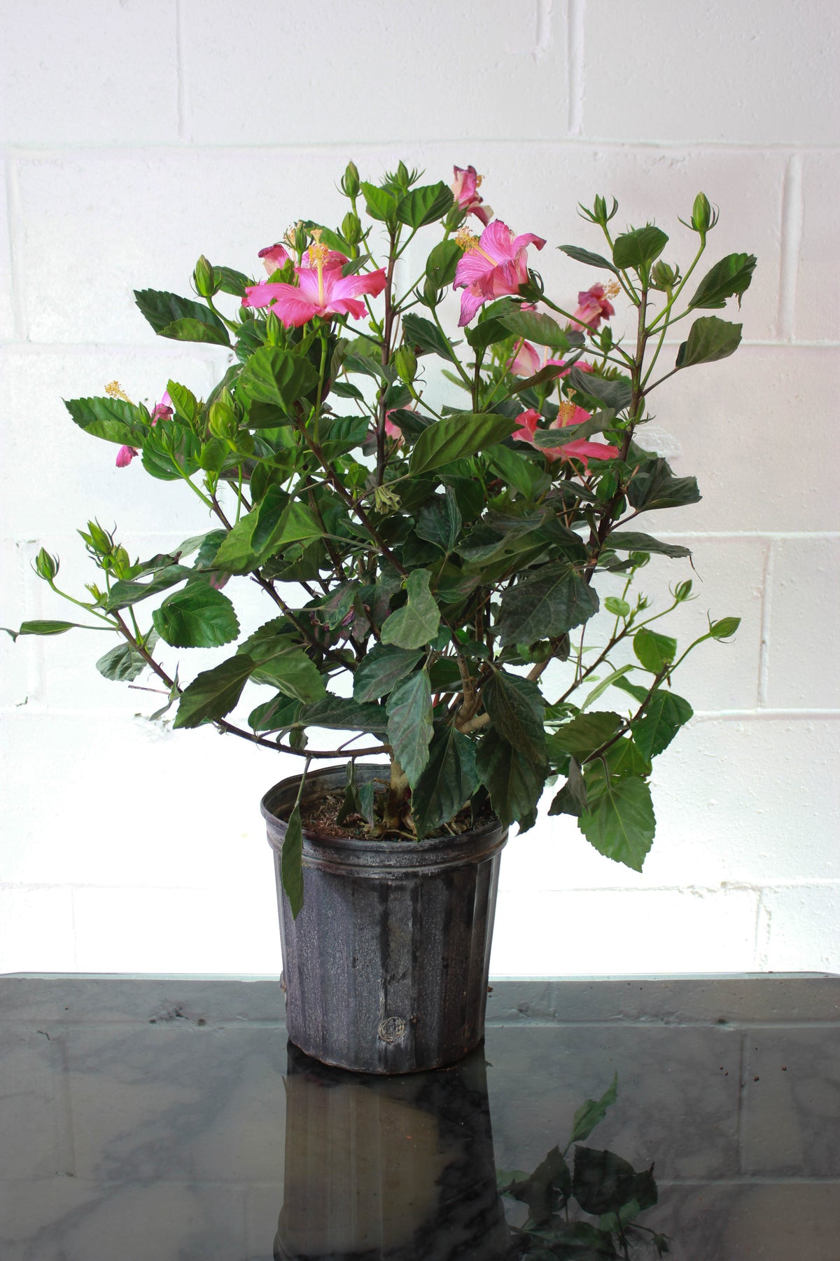 Hibiscus Bush: Hibiscus rosa-sinensis - 12 inch pot - 3-3.5 foot tall