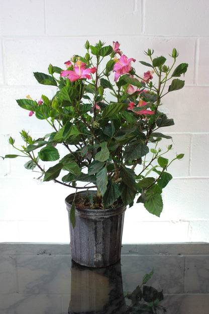 Hibiscus Bush: Hibiscus rosa-sinensis - 12 inch pot - 3-3.5 foot tall