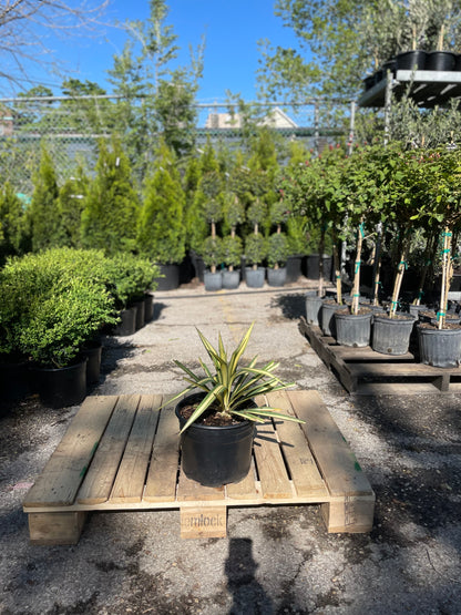 Colour Guard Adam's Needle: Yucca filamentosa - 3GAL Pot