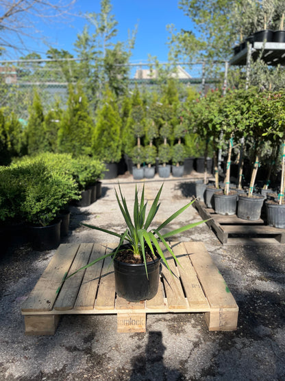 Adam's Needle: Yucca filamentosa - 3GAL Pot