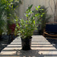 Caradonna Salvia: Salvia Nem.'Caradonna' - 1GAL Pot CM Tall