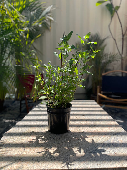 Caradonna: Salvia nemorosa - 1GAL Pot