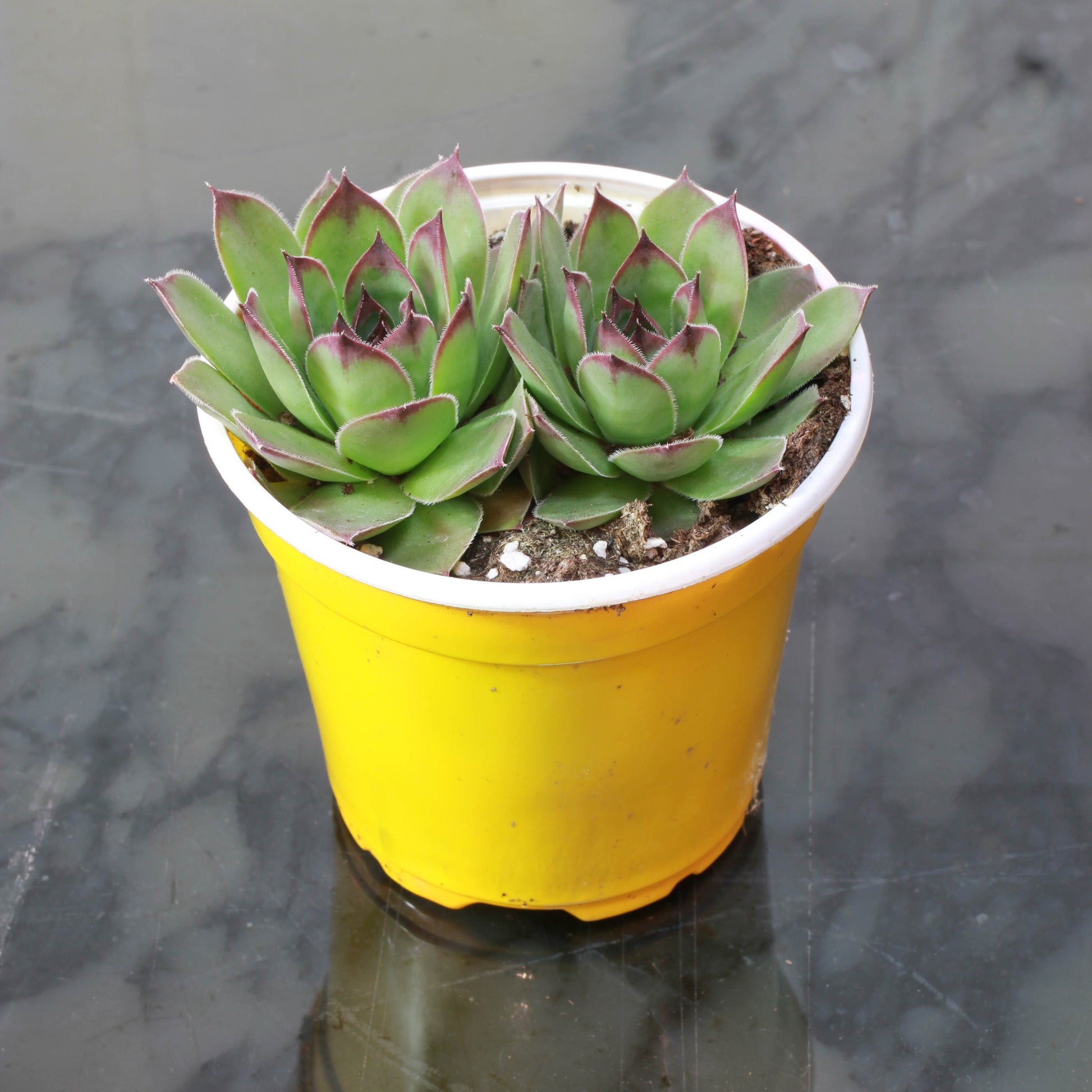 chicks succulent hens and chicks round pot cost 4 pot Hens & Chicks