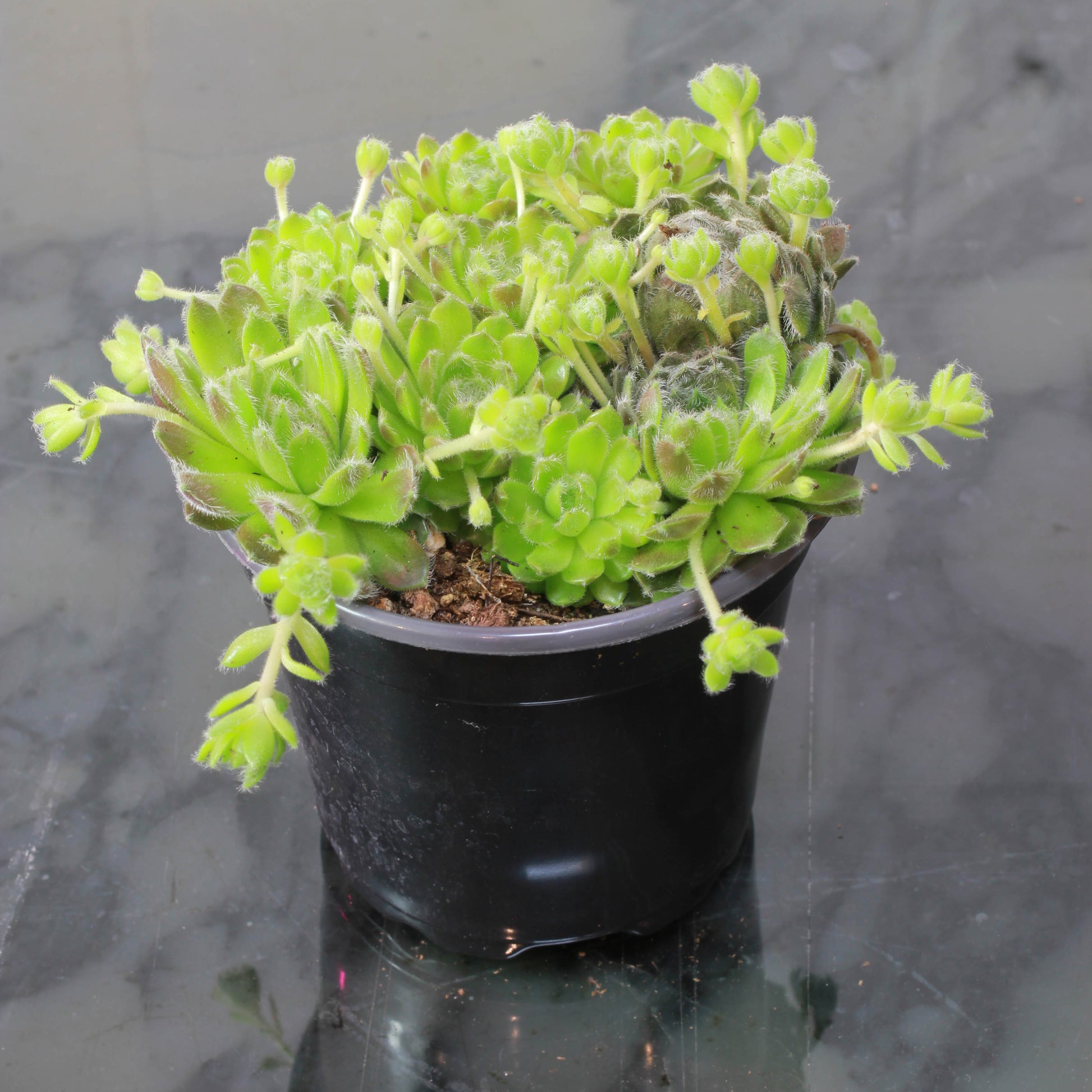 chicks succulent hens and chicks round pot cost 4 pot Hens & Chicks