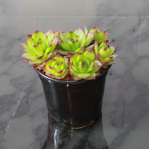 chicks succulent hens and chicks round pot cost 4 pot Hens & Chicks