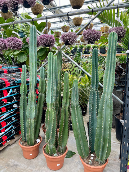 Peruvian Apple Cactus: Cereus repandus - 12 inch pot - 5 foot tall
