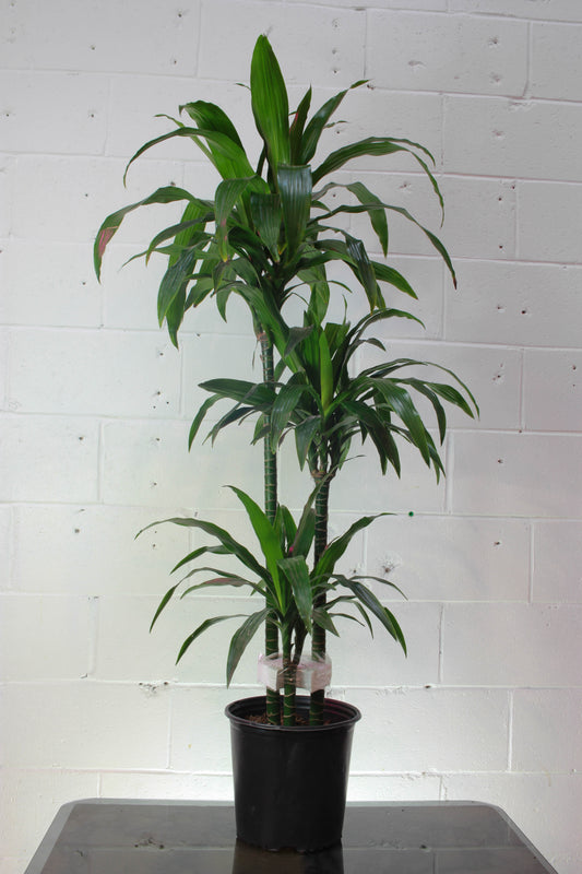 Corn Plant, Janet Craig (Dracaena compacta) in a 12 inch pot. Indoor plant for sale by Promise Supply for delivery and pickup in Toronto