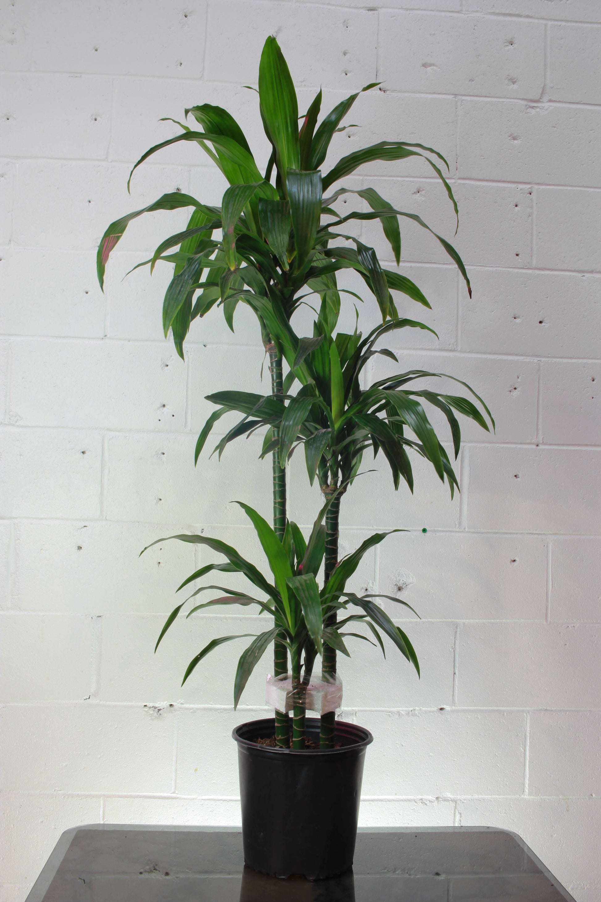 tall dracaena fragrans Staggered Elegance Cane - 12" Pot