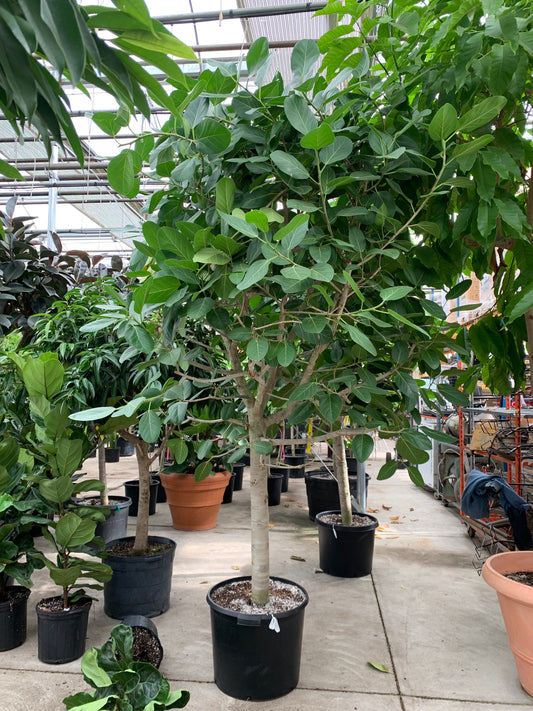 Ficus Audrey: Ficus benghalensis - 17 inch pot - 7+ foot tall