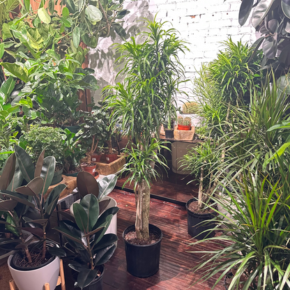 Variegated Medusa Stump: Dracaena reflexa 'Anita' - 12 inch pot - 6 foot tall