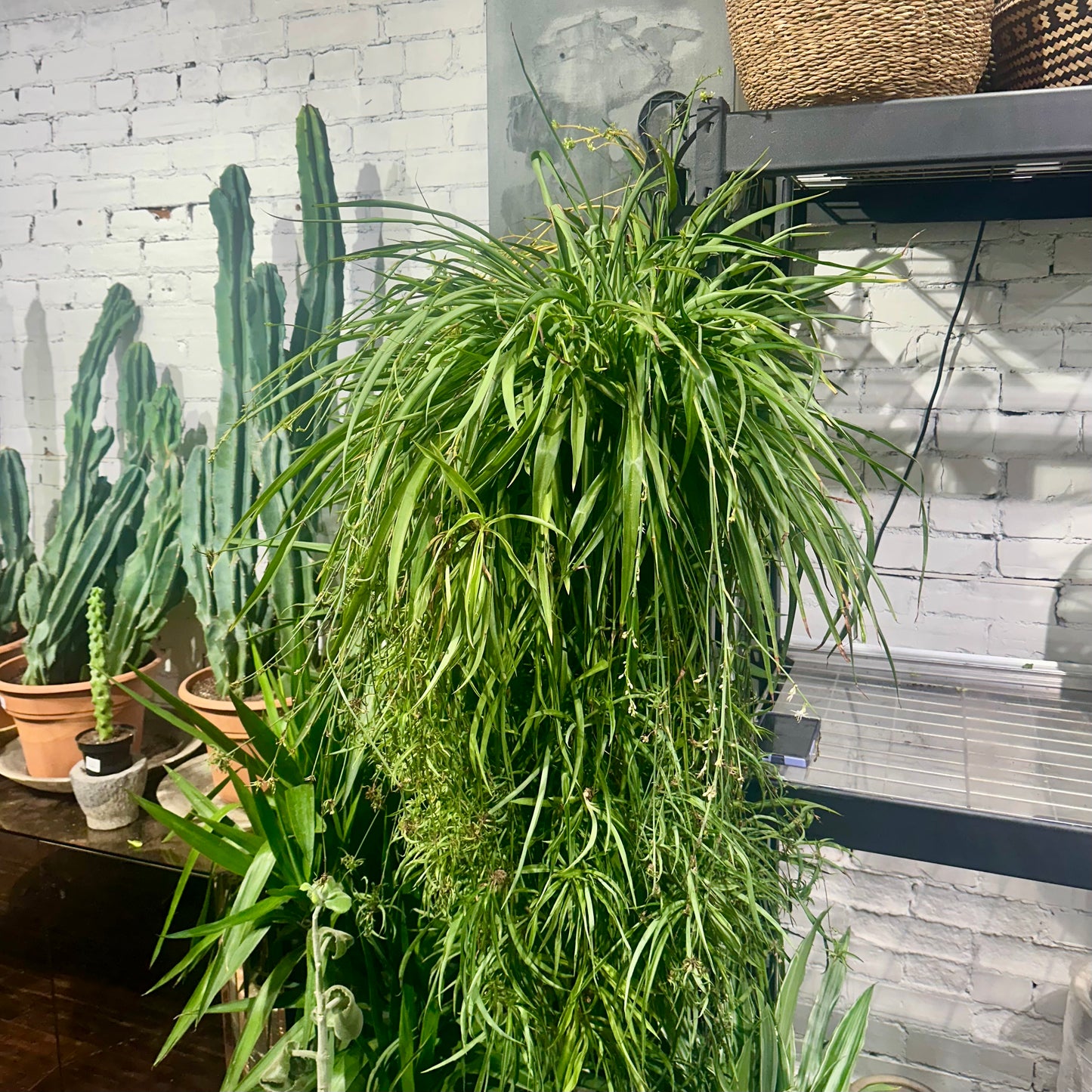 Green Mother Spider Plant: Chlorophytum comosum - 8 inch hanging basket