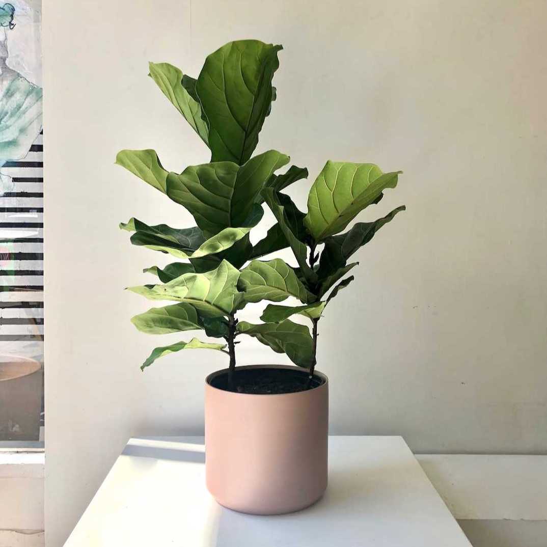 Fiddle Leaf Fig Bush: Ficus lyrata - 10 inch pot - 3-6 foot tall