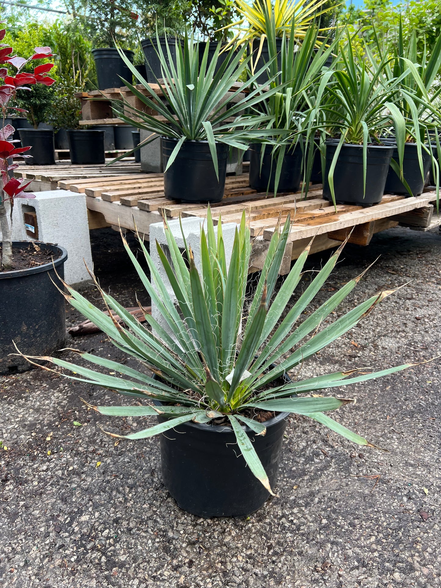 Excalibur Adam's Needle: Yucca filamentosa 'Excalibur' - 3GAL Pot