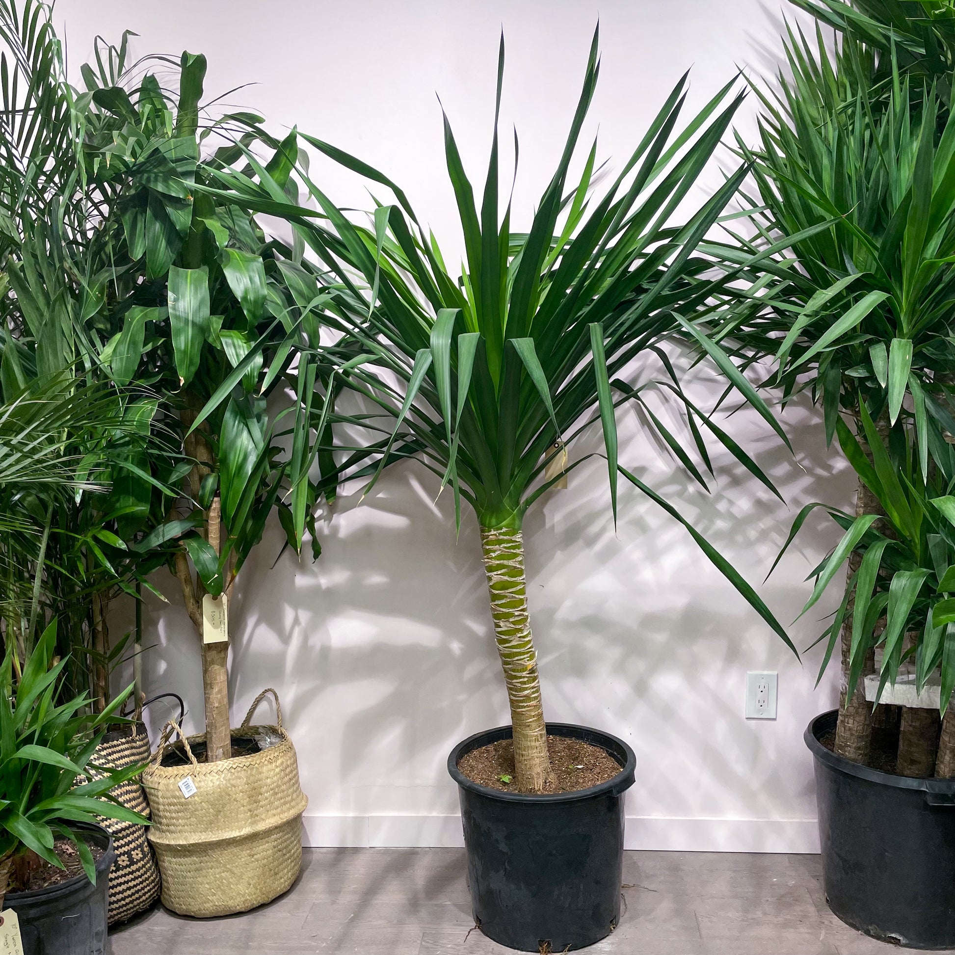 Aboera, Dracaena (Dracaena arborea) in a 14 inch pot. Indoor plant for sale by Promise Supply for delivery and pickup in Toronto