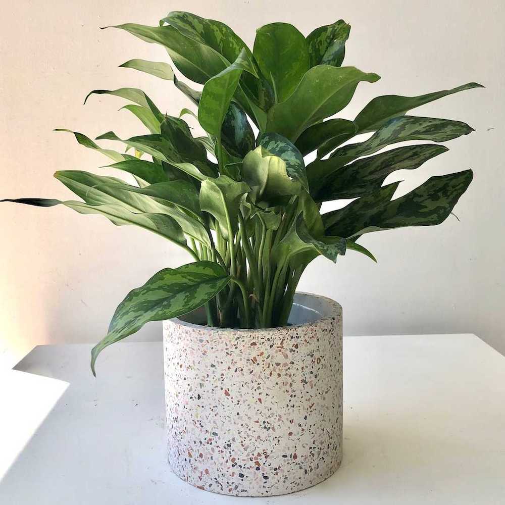 Super Maria Chinese Evergreen: Aglaonema - 6 inch pot — studio photo on white background — indoor plant for sale by Promise Supply for delivery and pickup in Toronto.