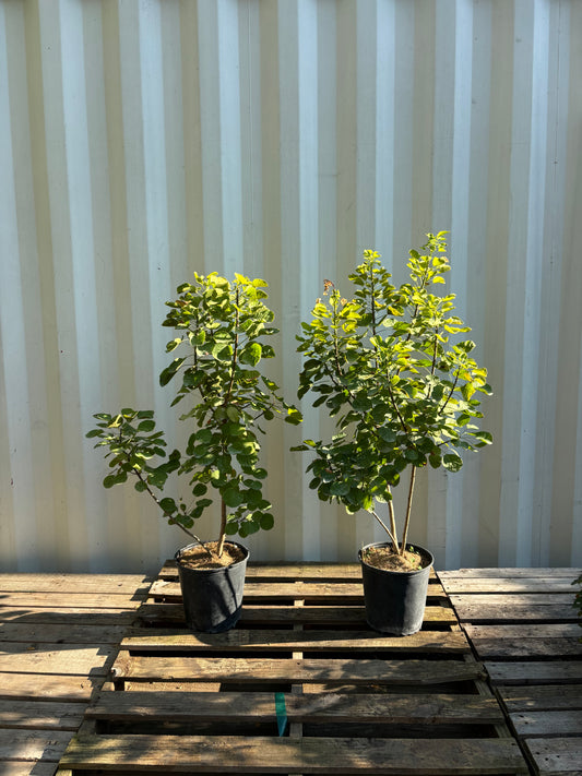 Golden Spirit Smokebush: Cotinus coggygria 'Ancot' - 2GAL Pot