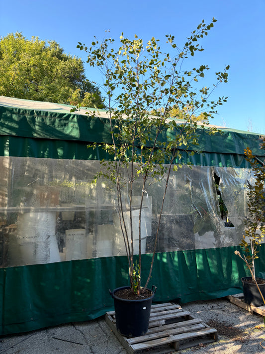 River Birch: Betula nigra - 250CM Tall 15GAL Pot