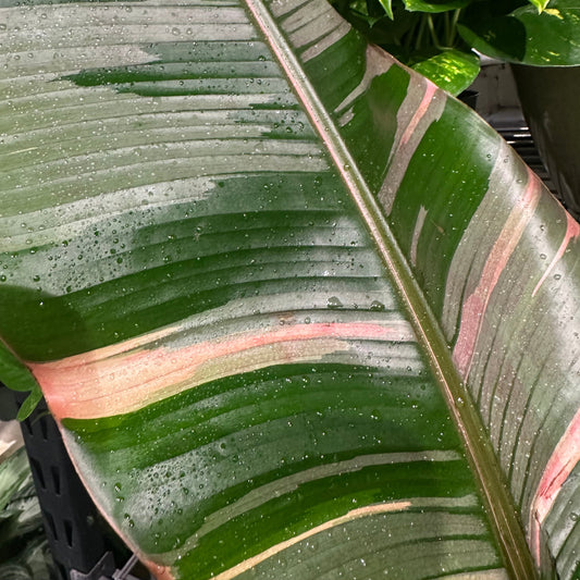 Pink Cavendish Banana: Musa 'Nono' - 10 inch pot - 5.5-6 foot tall