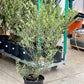 Olive Tree: Olea europaea 'Arbequina' - 10-12 inch pot - 2-4 foot tall