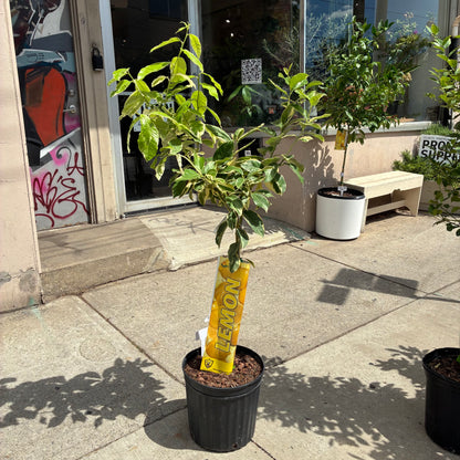 Variegated Pink Lemon Tree: Citrus limon - 12 inch pot - 4-5 foot tall
