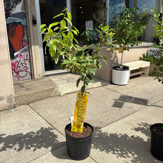 Variegated Pink Lemon Tree: Citrus limon - 12 inch pot - 4-5 foot tall