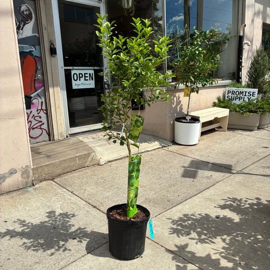 Lime Tree: Citrus × various varieties - 12 inch pot - 4-5 foot tall