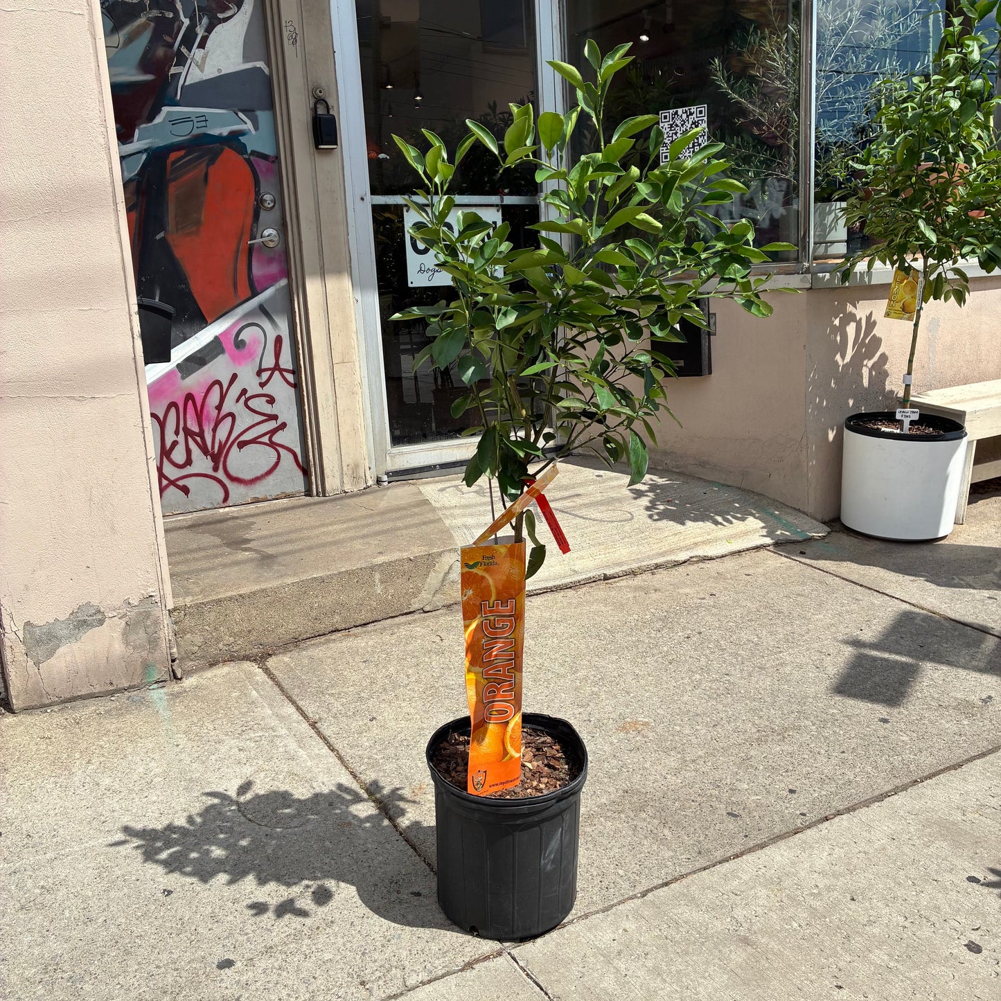 Orange Tree: Citrus × sinensis - 12 inch pot - 4-5 foot tall