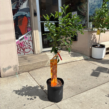 Orange Tree: Citrus × sinensis - 12 inch pot - 4-5 foot tall