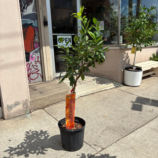 Satsuma Tangerine Tree: Citrus unshiu - 12 inch pot - 4-5 foot tall