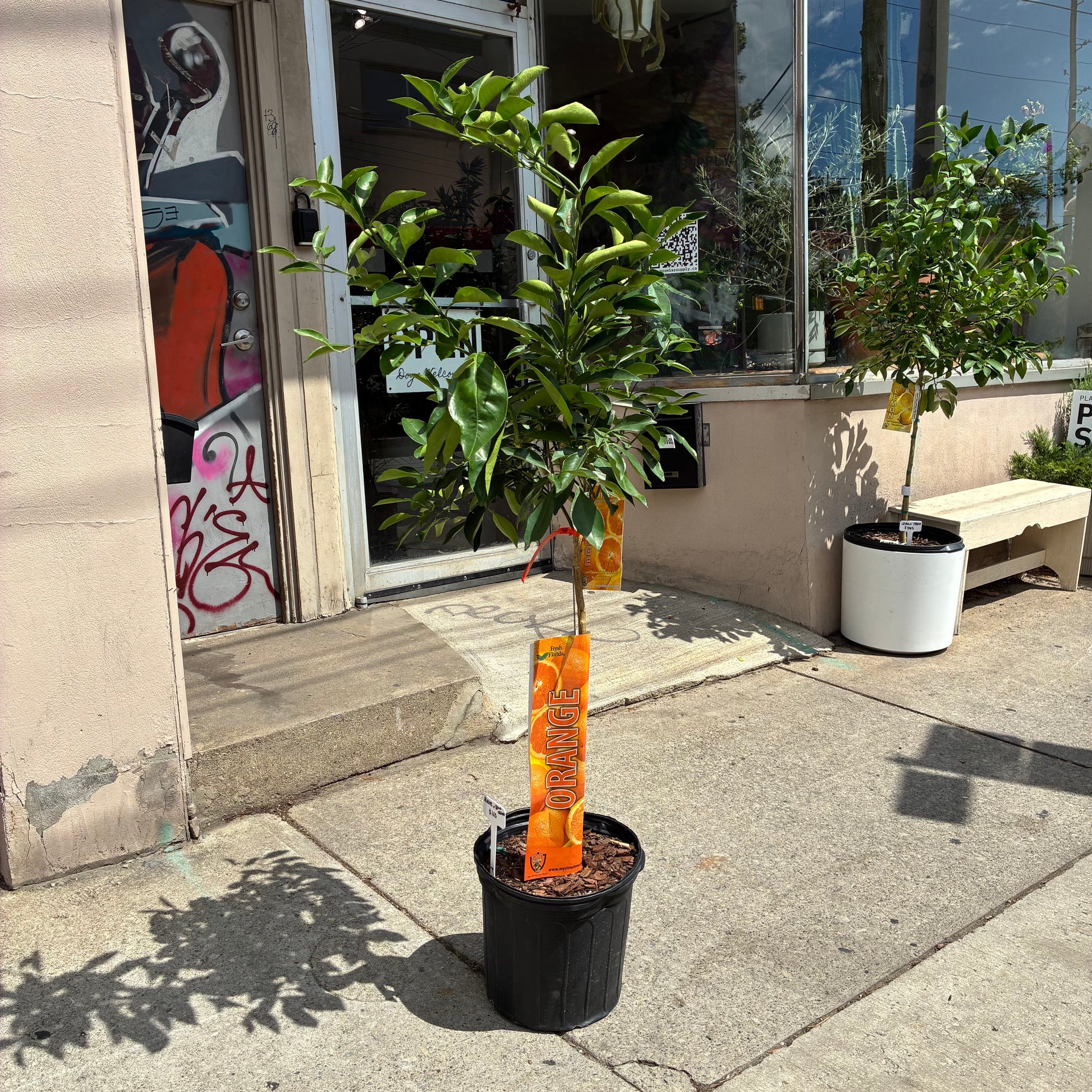 can i plant orange tree in a pot Orange Tree: Citrus × Sinensis - 12" Pot