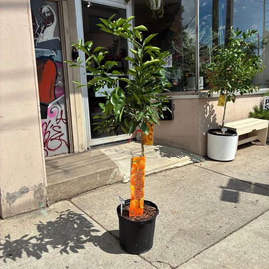 Orange Tree: Citrus × sinensis - 12 inch pot - 4-5 foot tall