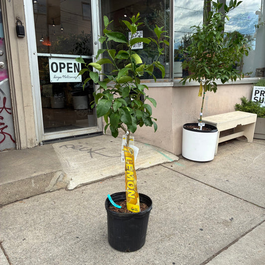 Lemon Tree: Citrus limon - 12 inch pot - 3-5 foot tall