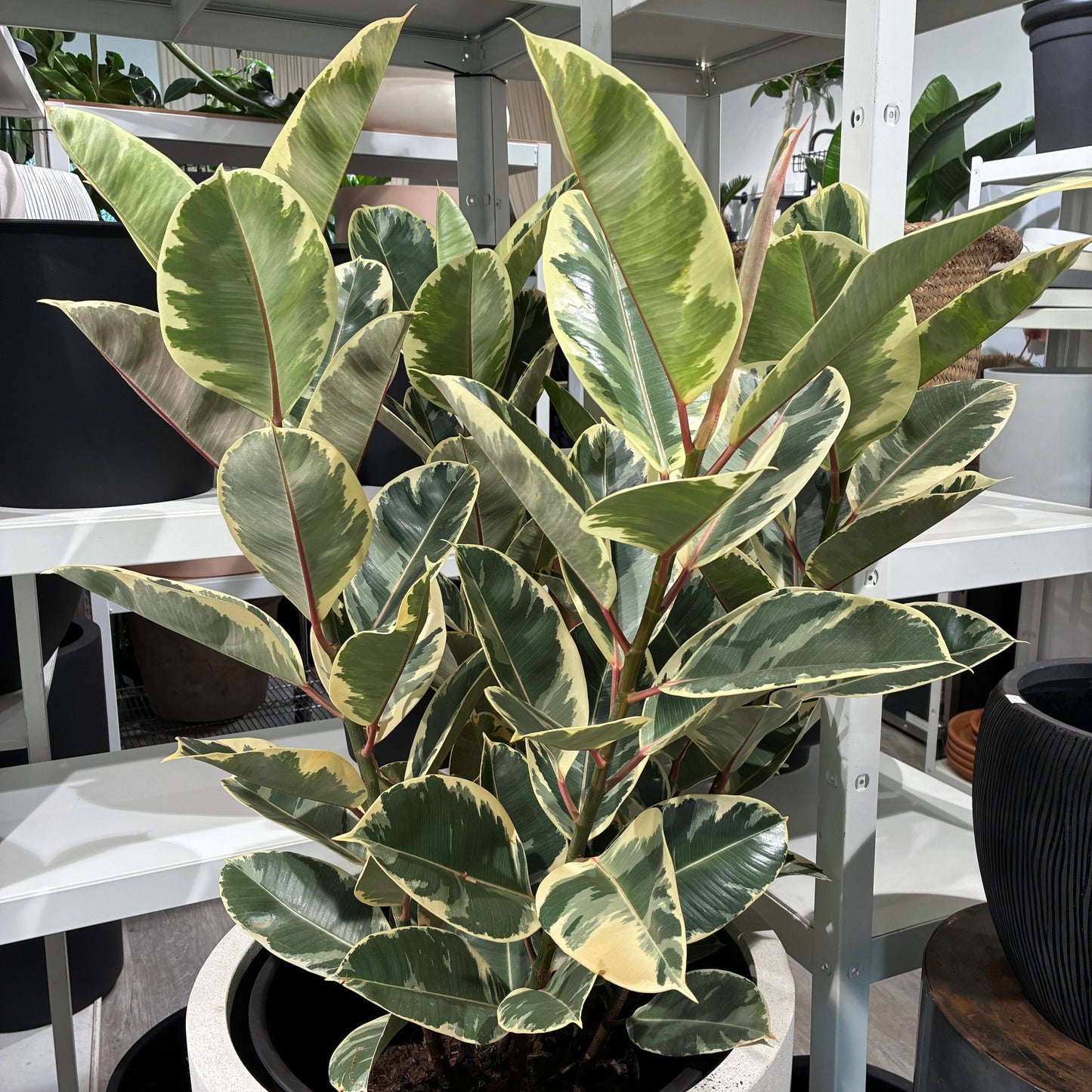 Tineke Rubber Bush: Ficus elastica - 12 inch pot - 4 foot tall