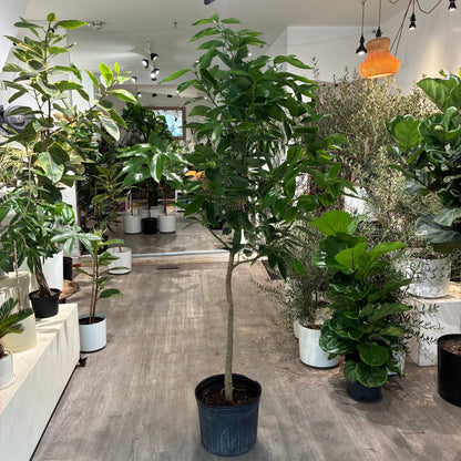 Ceylon Cinnamon Tree: Cinnamomum verum - 14 inch Pot - 6 foot Tall — indoor plant — indoor plant for sale by Promise Supply for delivery and pickup in Toronto.