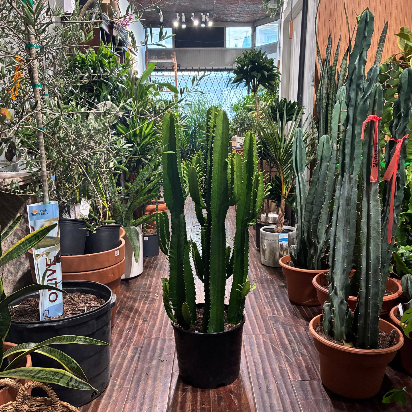 Desert Candle Cactus: Euphorbia acrurensis - 12 inch pot - 3.5-4 foot tall