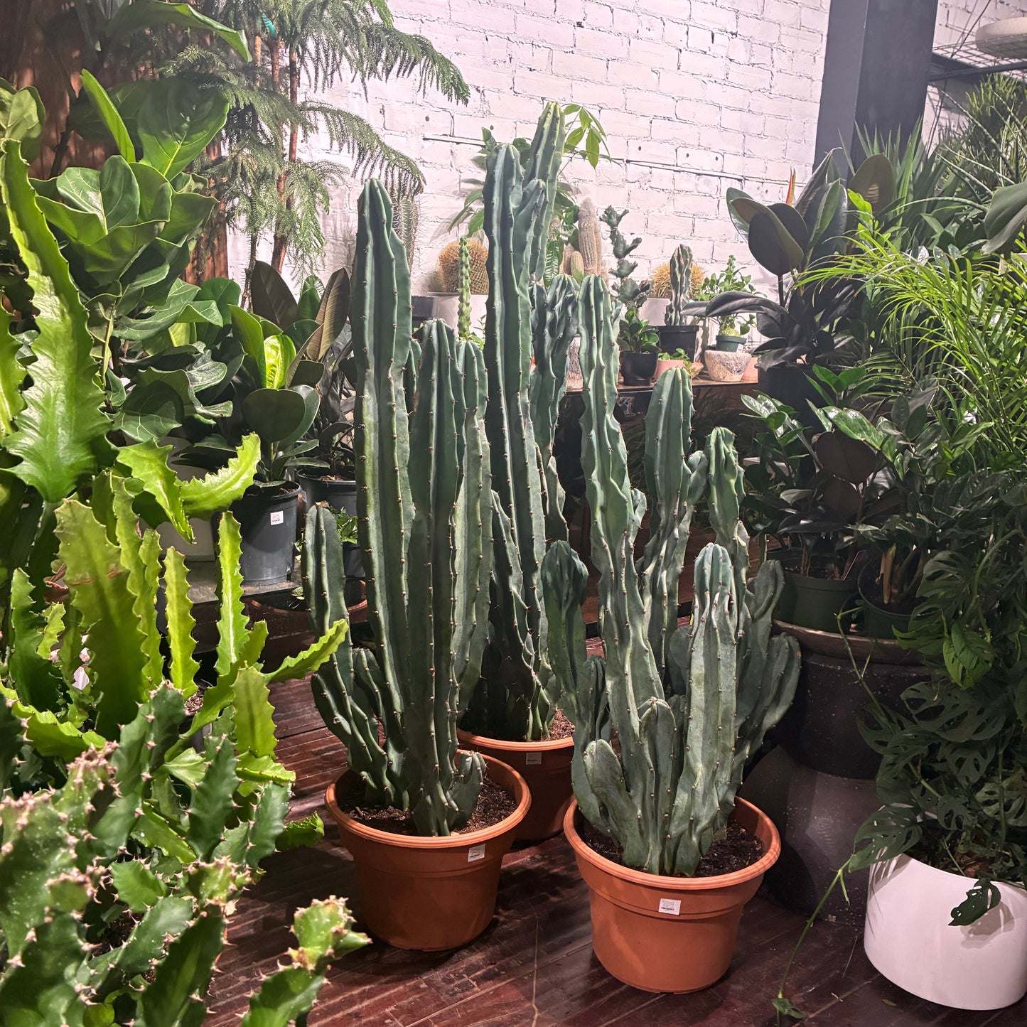 Peruvian Apple Cactus: Cereus repandus - 12 inch pot - 3.5-4 foot tall