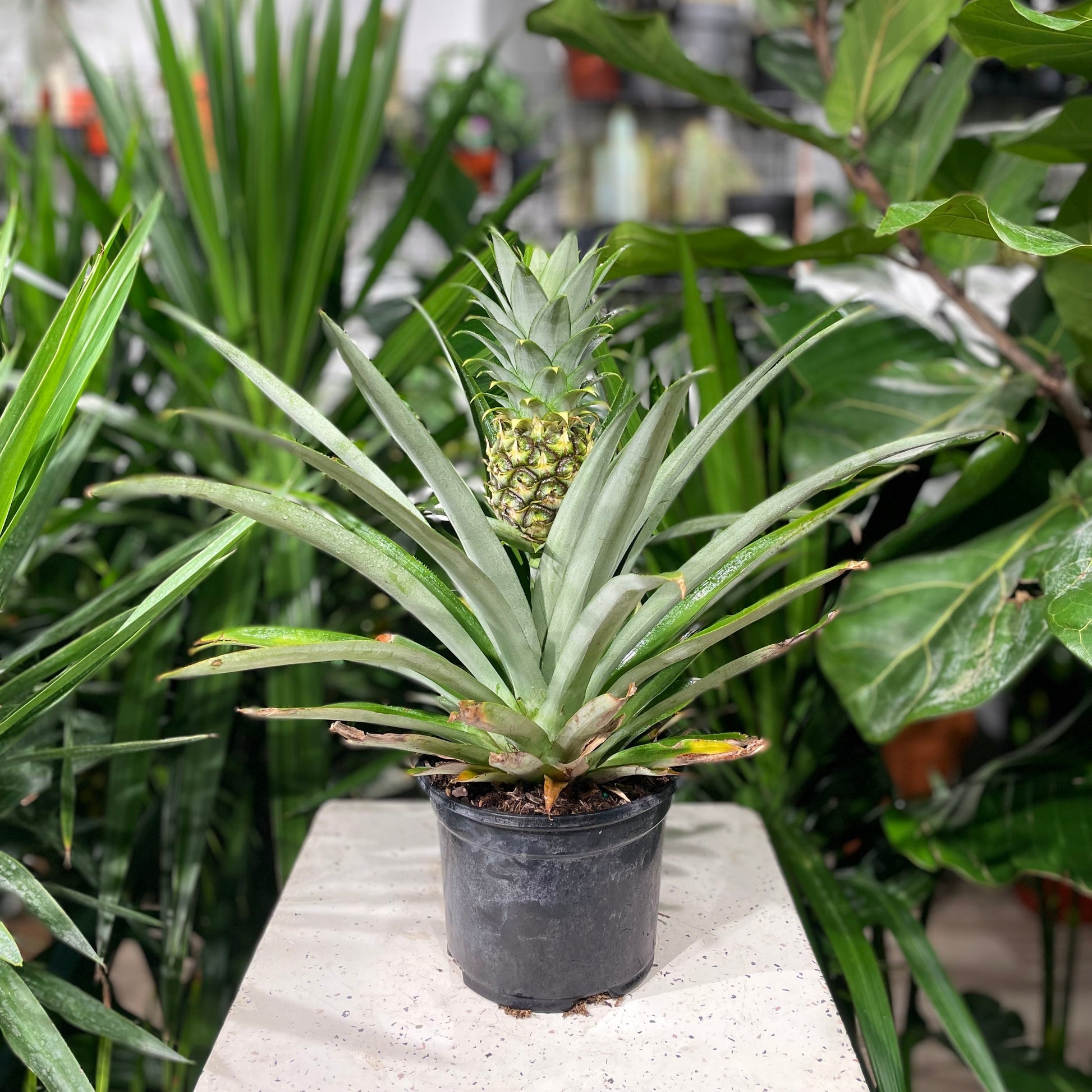 Dwarf Pineapple Plant (Ananas ananassoides) in a 6 inch pot. Indoor plant for sale by Promise Supply for delivery and pickup in Toronto