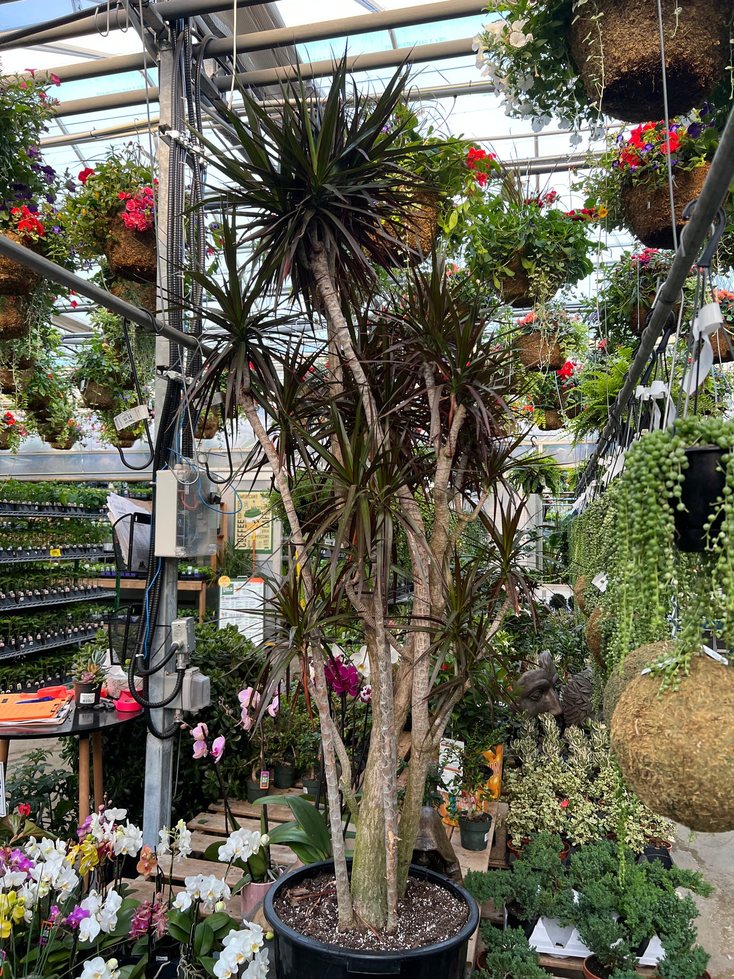 Character Dragon Tree: Dracaena marginata - 17 inch pot - 6-7+ foot tall
