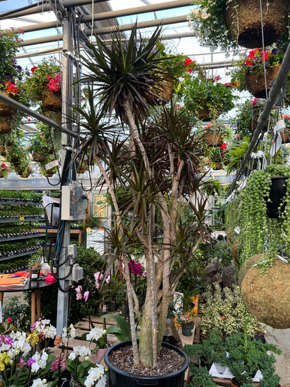 Character Dragon Tree: Dracaena marginata - 17 inch pot - 6-7+ foot tall