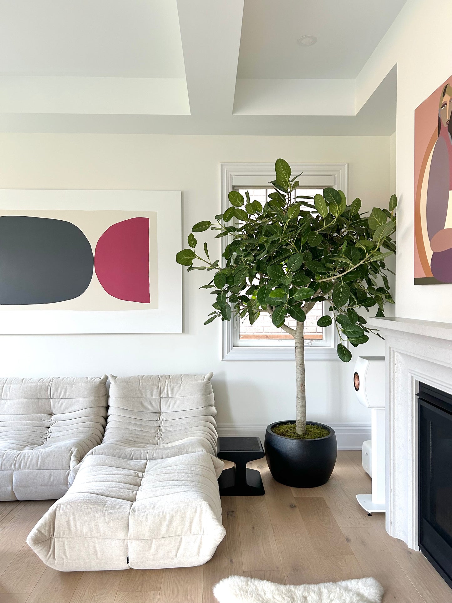 Ficus Audrey: Ficus benghalensis - 17 inch pot - 6-7+ foot tall — Potted and Staged — indoor plant for sale by Promise Supply for delivery and pickup in Toronto