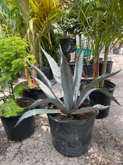 Mescal Desert Agave: Agave deserti - 17 inch pot - 3-4 foot tall
