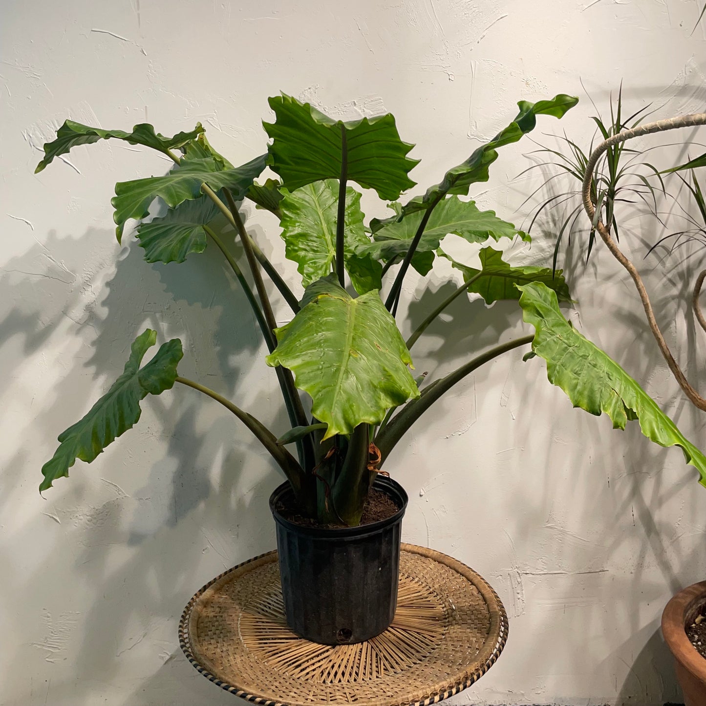 Portora Elephant Ear: Alocasia - 10 inch pot - 2-3 foot tall