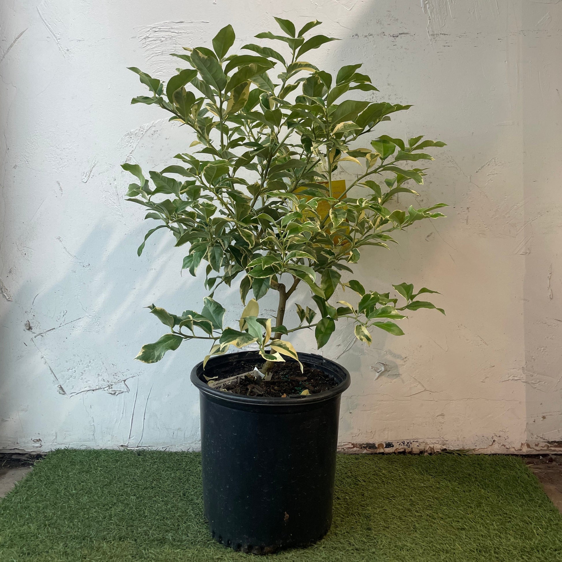 lemon tree plant indoor Pink Lemon Tree: Citrus Limon - 10" Pot