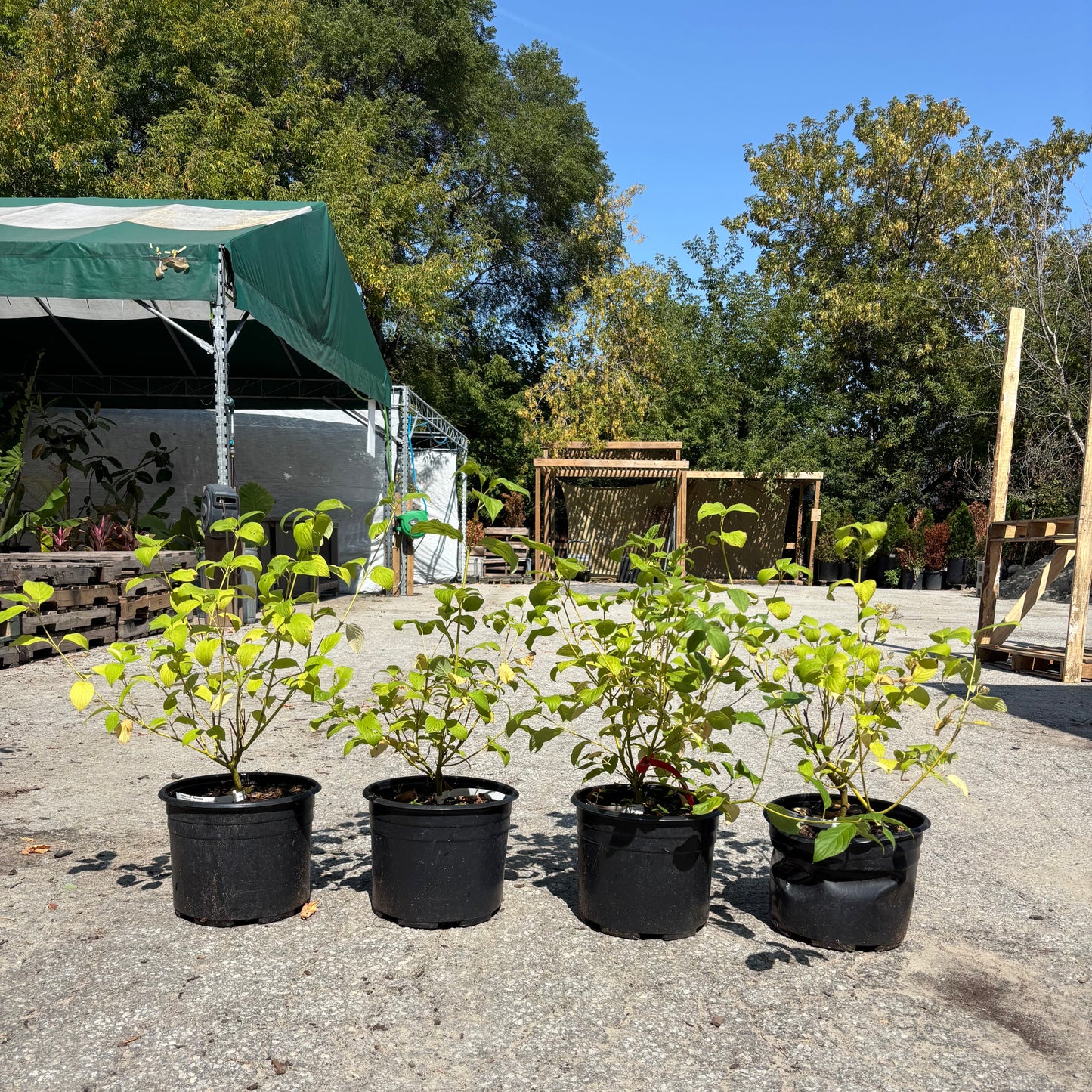 Yellow Twig Dogwood: Cornus sericea 'Flaviramea'
