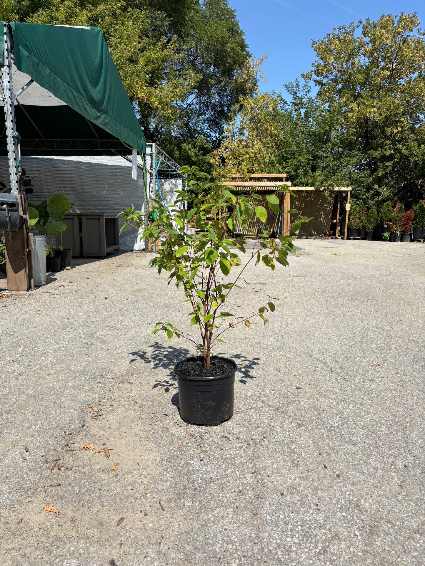 Red Osier Dogwood: Cornus sericea