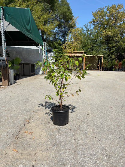Red Osier Dogwood: Cornus sericea