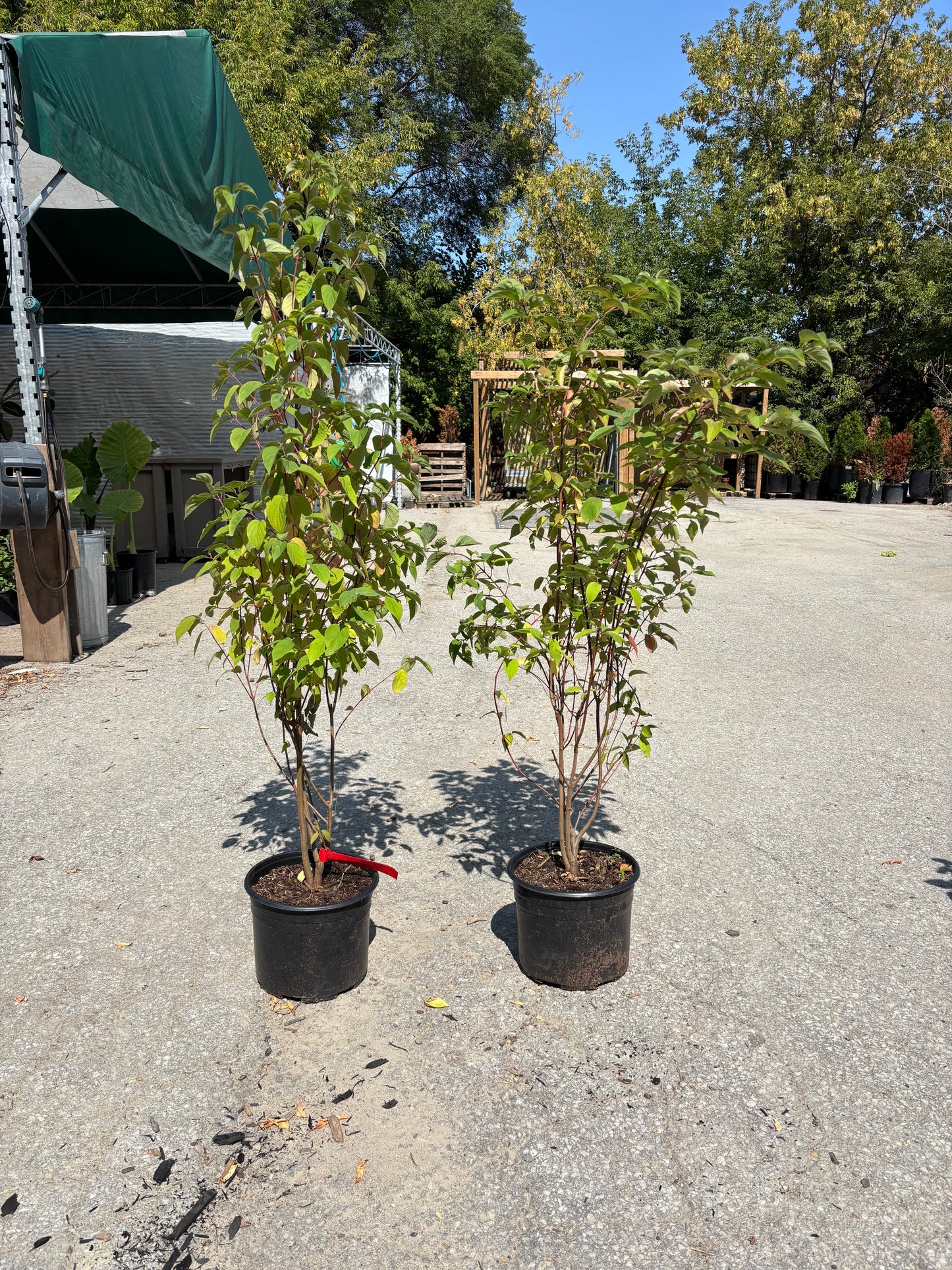 Red Osier Dogwood: Cornus sericea