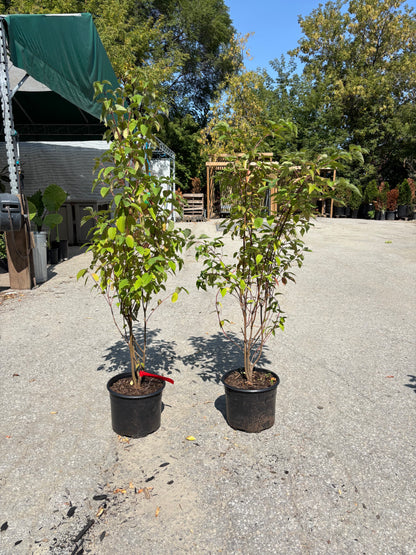 Red Osier Dogwood: Cornus sericea