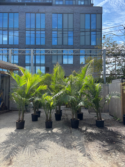 Majesty Palm: Ravenea rivularis | Patio Palm - 14 inch pot - 6-8 foot tall